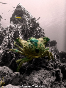 Coral king crab by Arun Madisetti 